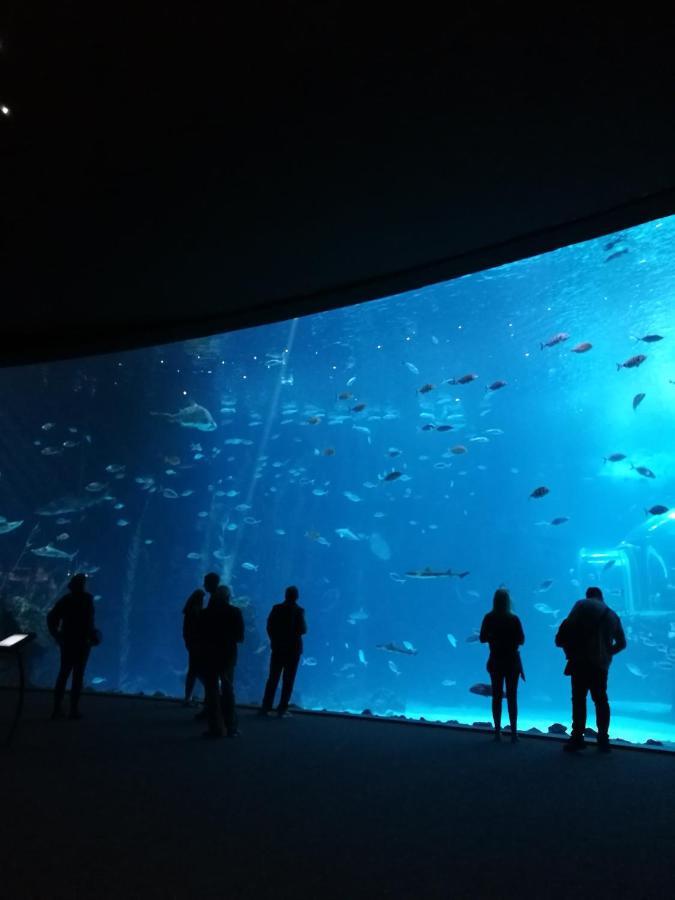 Las Canteras Aquarium لاس بالماس دي غران كاناريا المظهر الخارجي الصورة