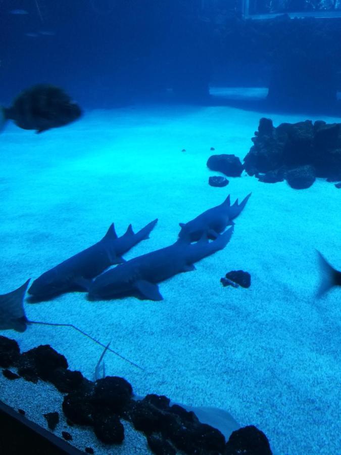 Las Canteras Aquarium لاس بالماس دي غران كاناريا المظهر الخارجي الصورة